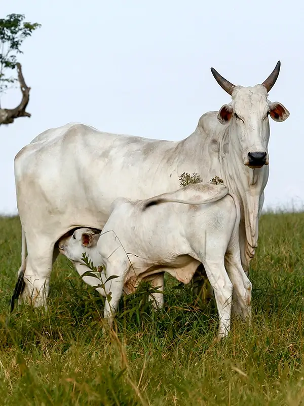 Vaca com bezerro no pasto na fase de cria